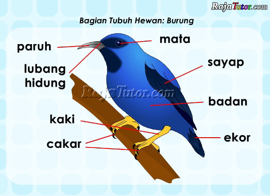 IPA_BagianTubuhBurung_GambarBurung1