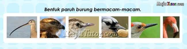 IPA_BagianTubuhBurung_paruh_burung