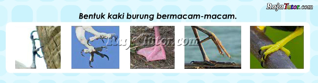 IPA_BagianTubuhBurung_kaki_burung
