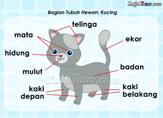 IPA_BagianTubuhKucing_1