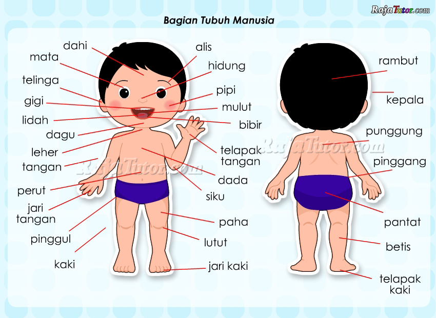 IPA_BagianTubuhManusia