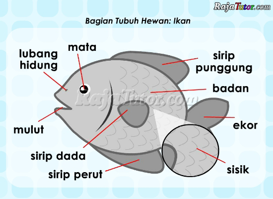 IPA_Bagian_Tubuh_Ikan_1