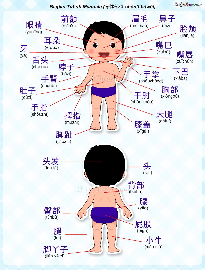 belajar-mandarin-bagian-tubuh-manusia